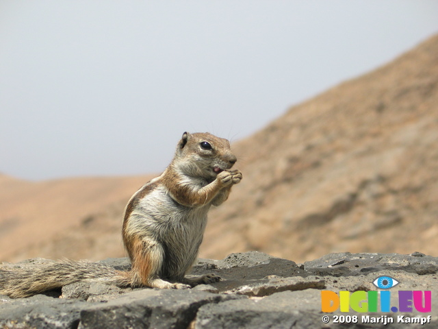 27931 Barbary Ground Squirrel eating